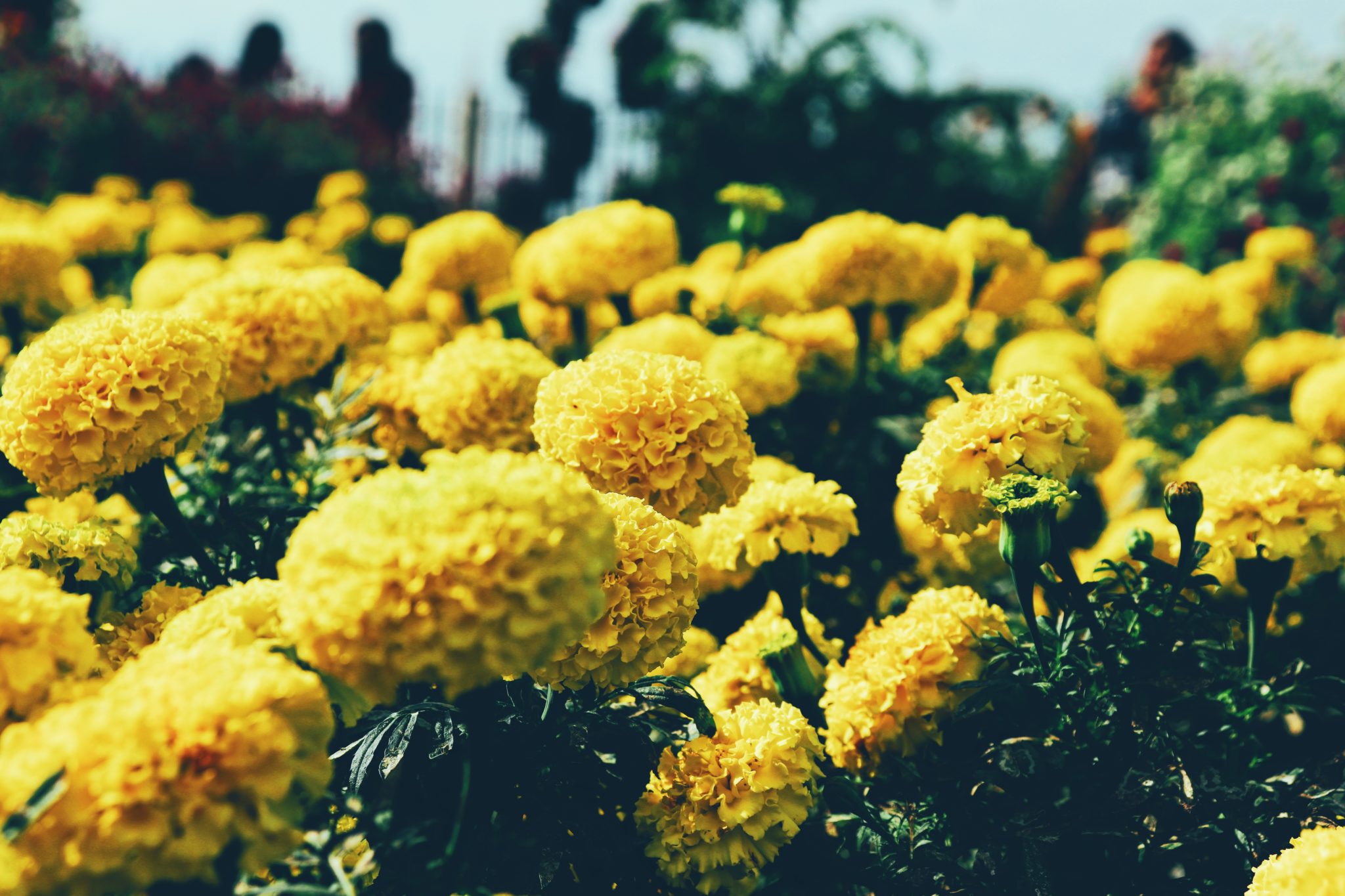 Marigolds