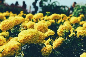 Marigolds