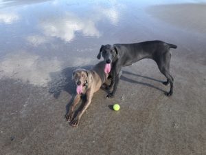 Grace & Indigo