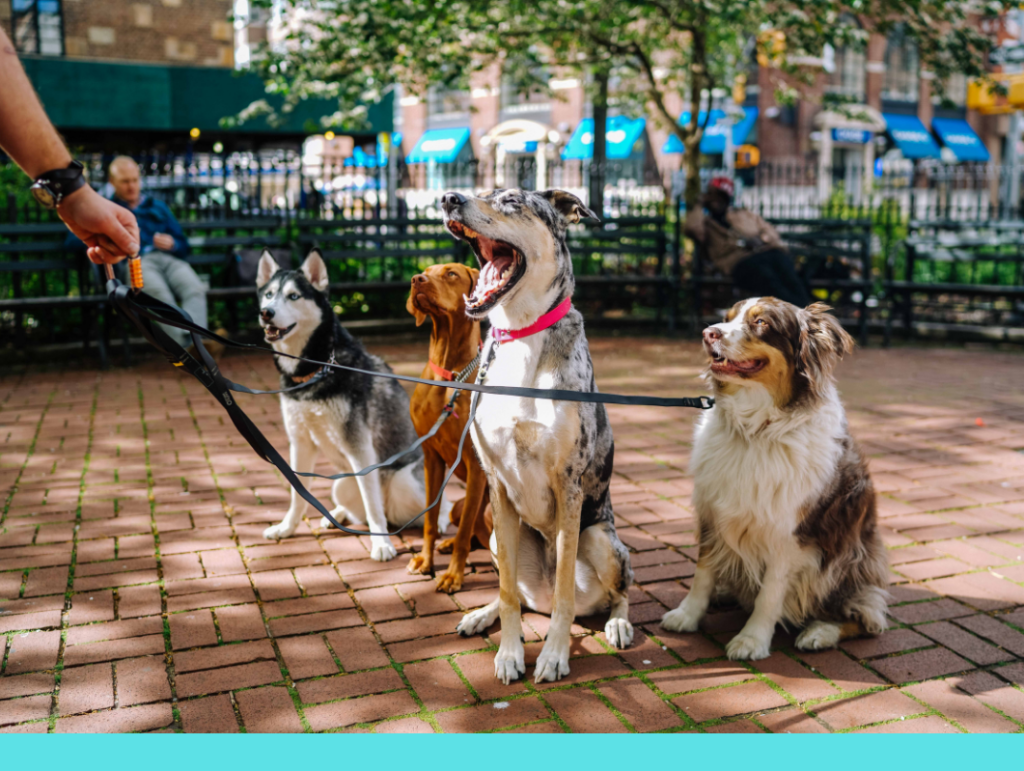 Fernandina Beach Best Dog Walkers