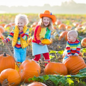 Best Pumpkin Patches