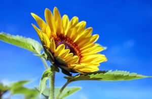 things to do in northeast florida