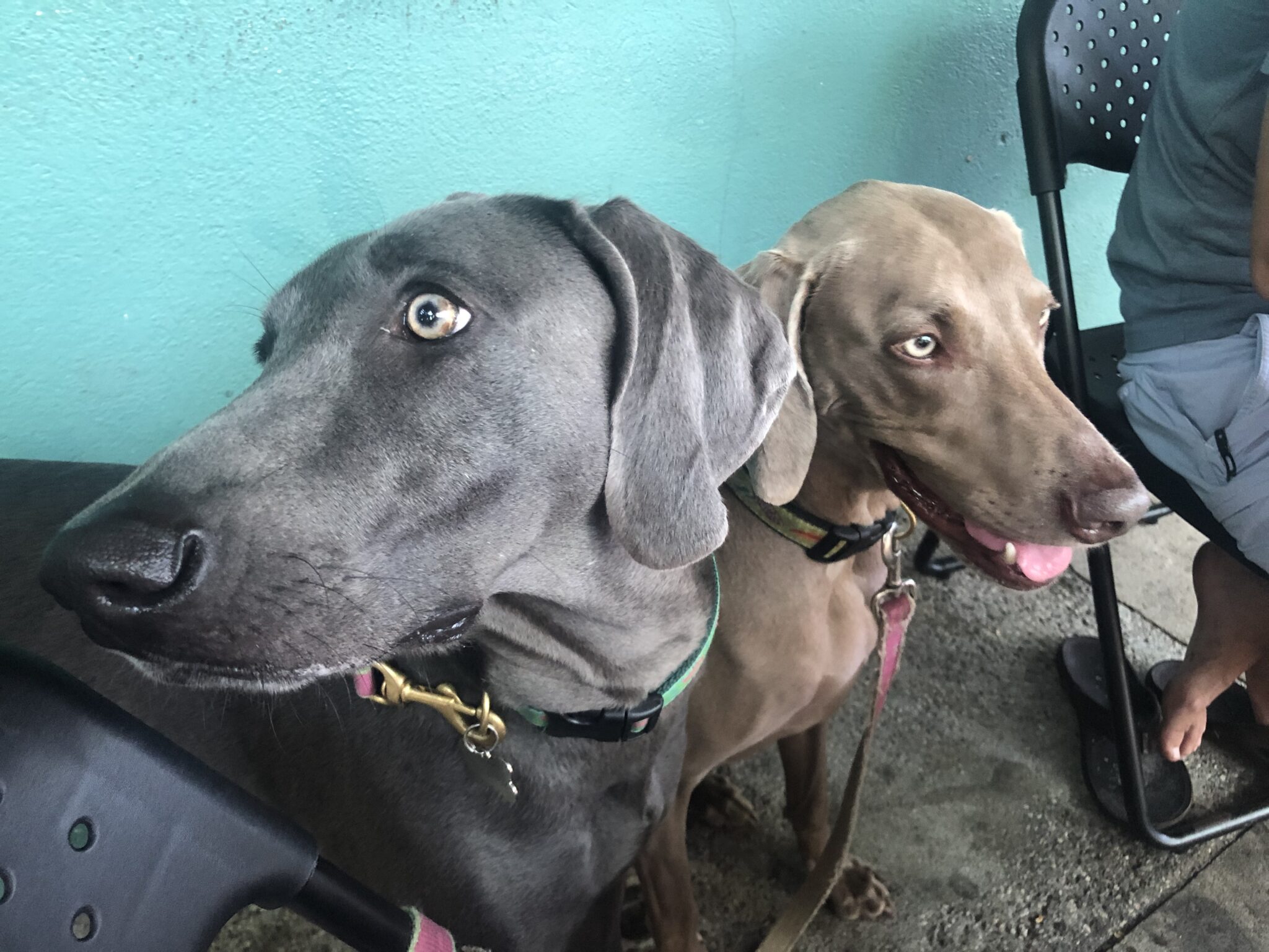 Jacksonville Dog Friendly Restaurants