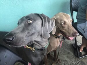 Jacksonville Dog Friendly Restaurants