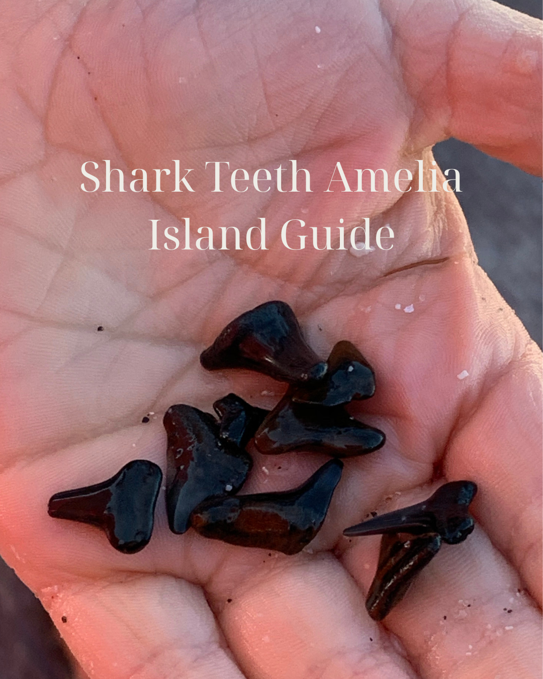 A hand holding black shark teeth found on Amelia Island beach