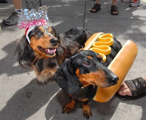 Florida Festival parade of dachshunds in Jacksonville