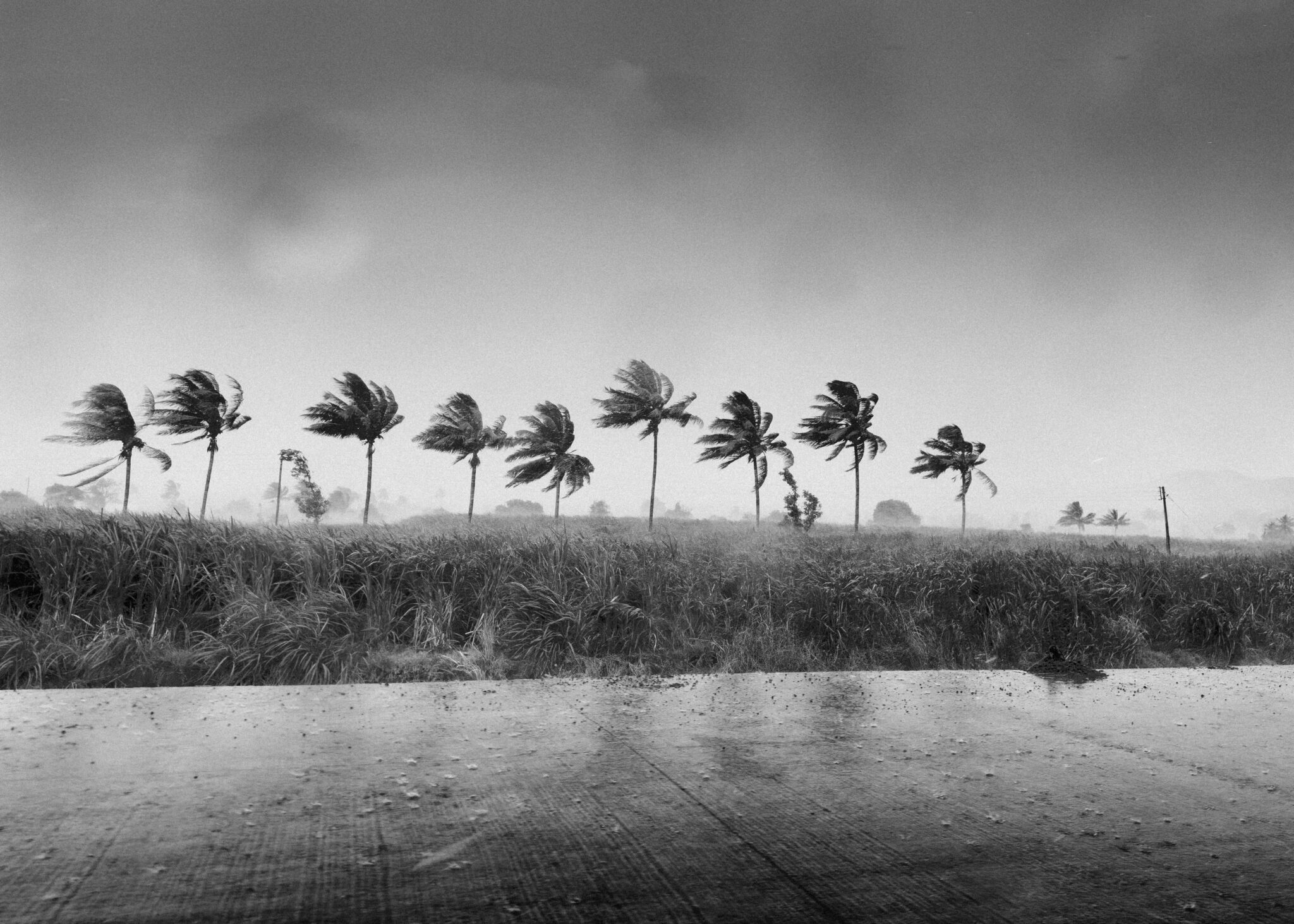 Jacksonville hurricane preparedness illustrated by palm trees bending during high winds in Northeast Florida.