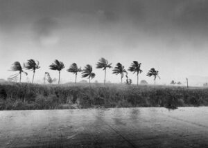 Jacksonville hurricane preparedness illustrated by palm trees bending during high winds in Northeast Florida.