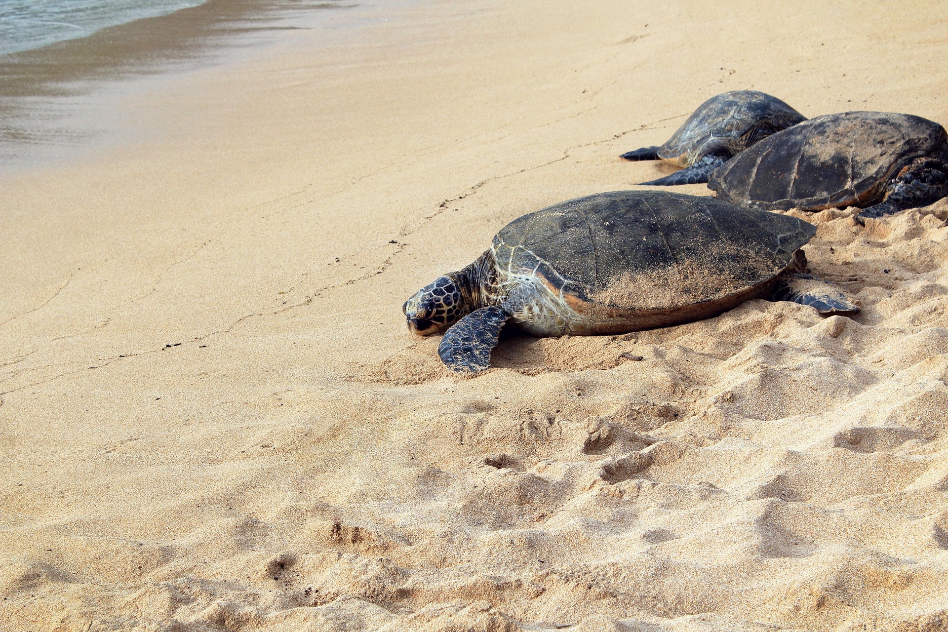 A sea turtle returning to the ocean after nesting on a sandy beach during sea turtle nesting season in Northeast Florida.