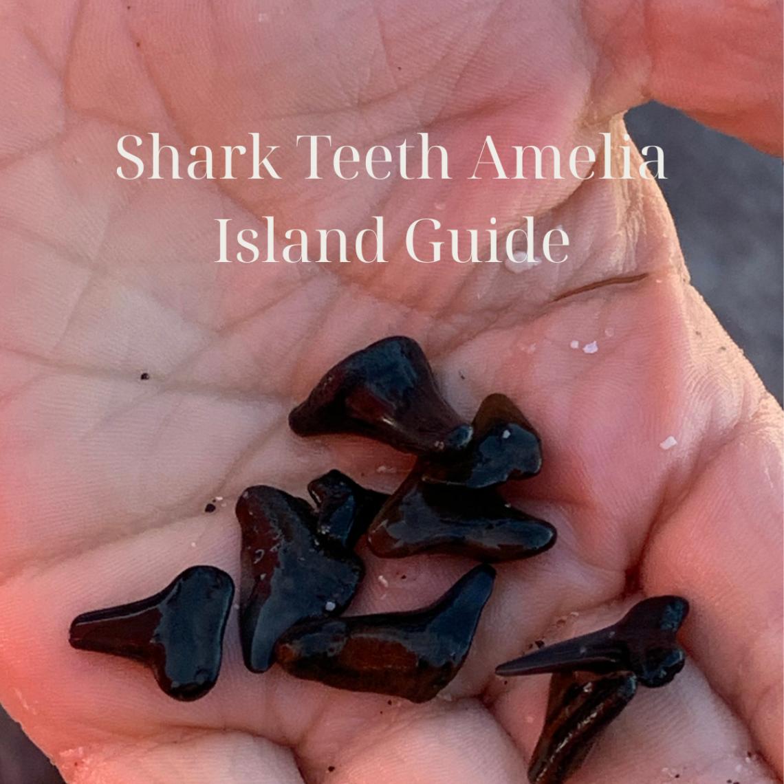 A hand holding black shark teeth found on Amelia Island beach