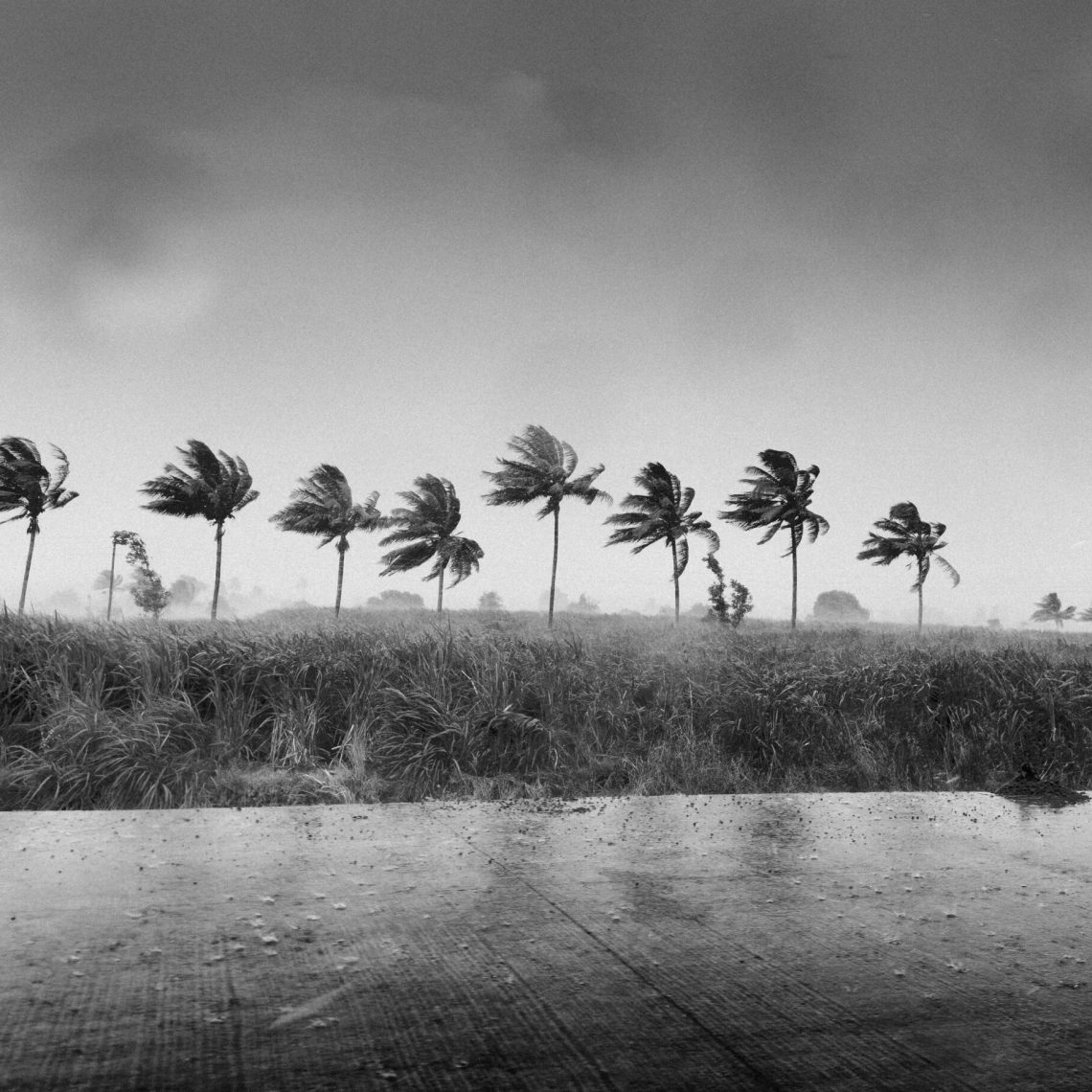 Jacksonville hurricane preparedness illustrated by palm trees bending during high winds in Northeast Florida.