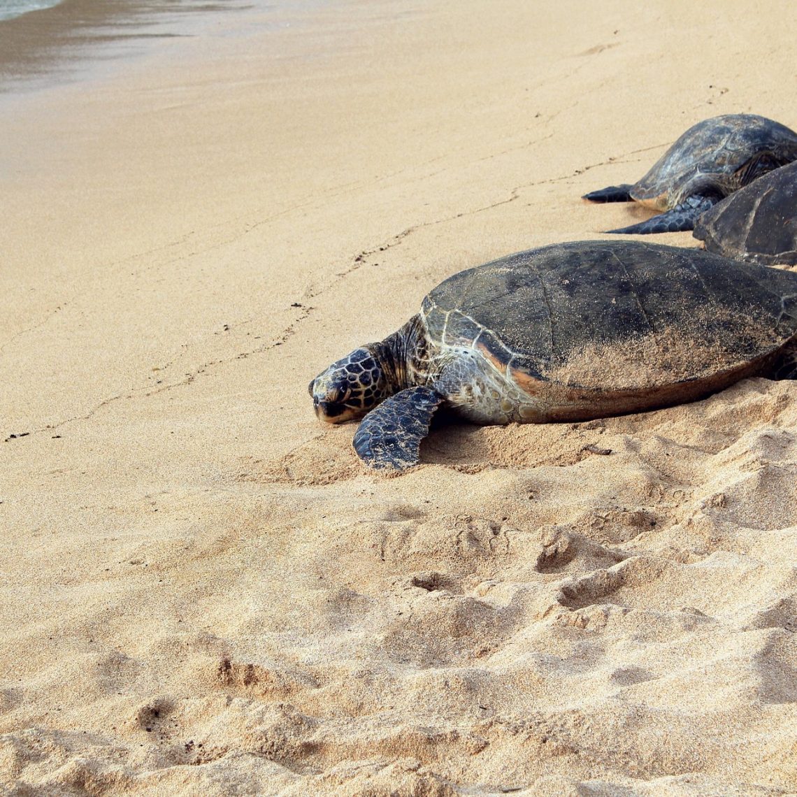 A sea turtle returning to the ocean after nesting on a sandy beach during sea turtle nesting season in Northeast Florida.